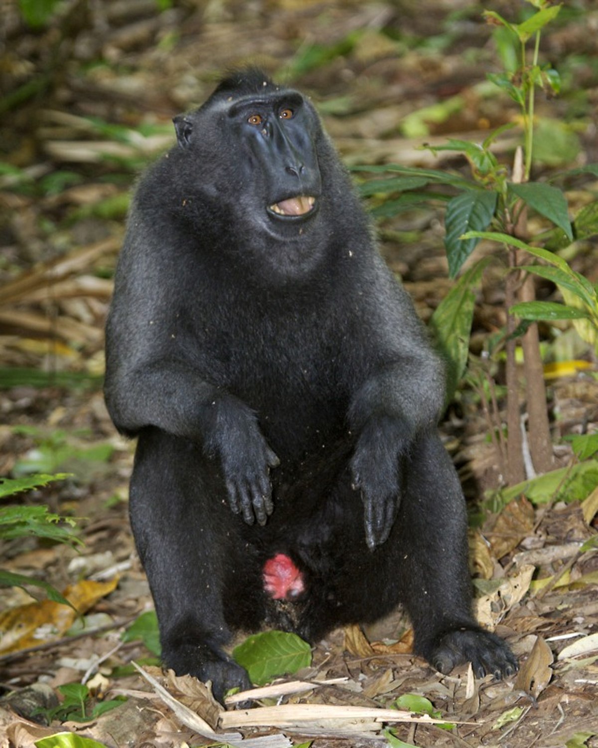 Macaque à crête