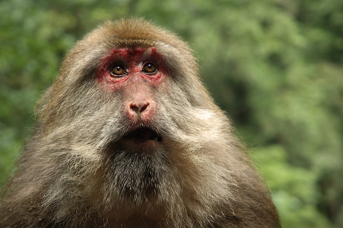 Macaque du Tibet