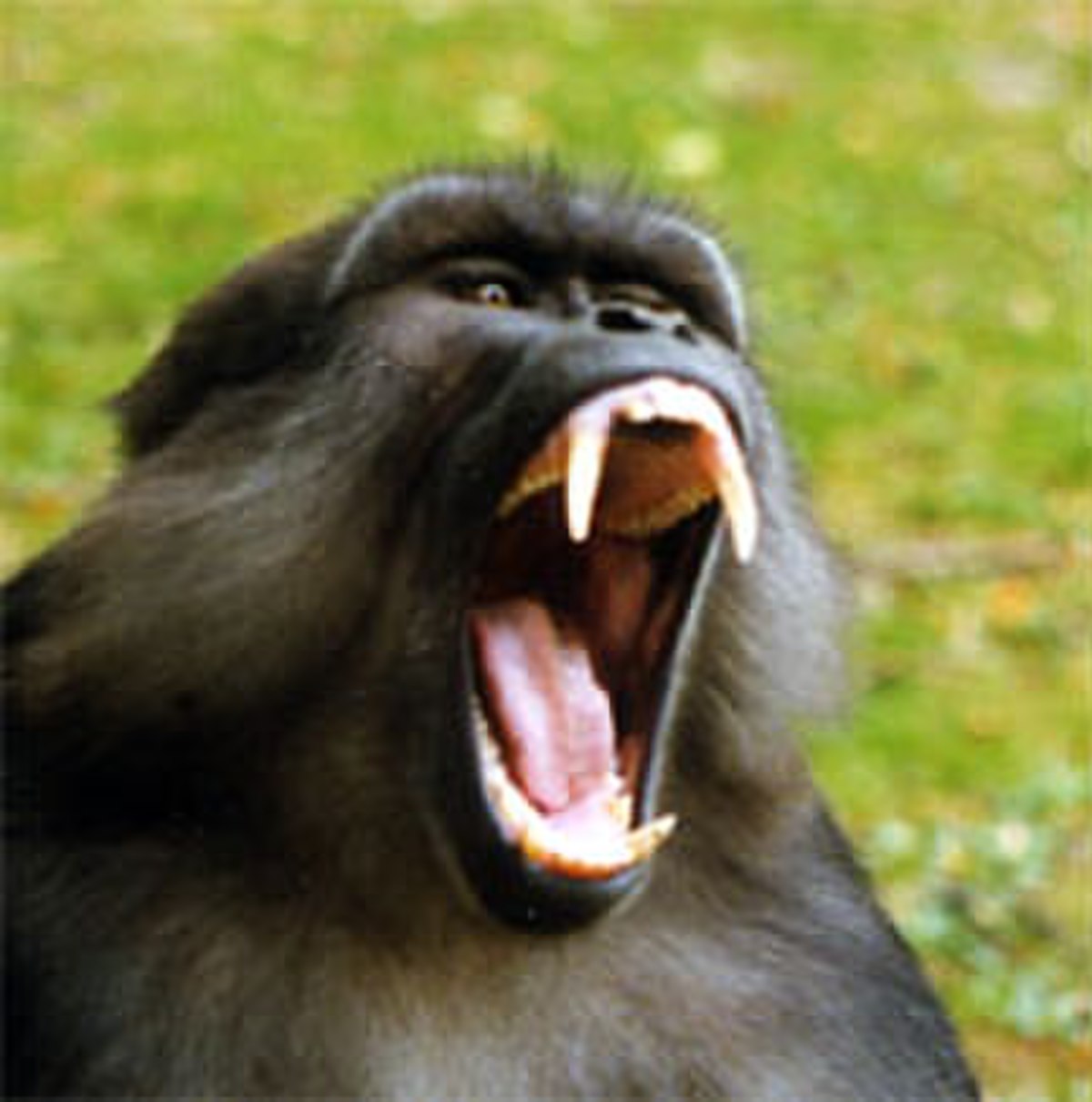 Canines du mâle.