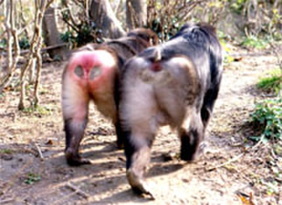 Dimorphisme sexuel.
