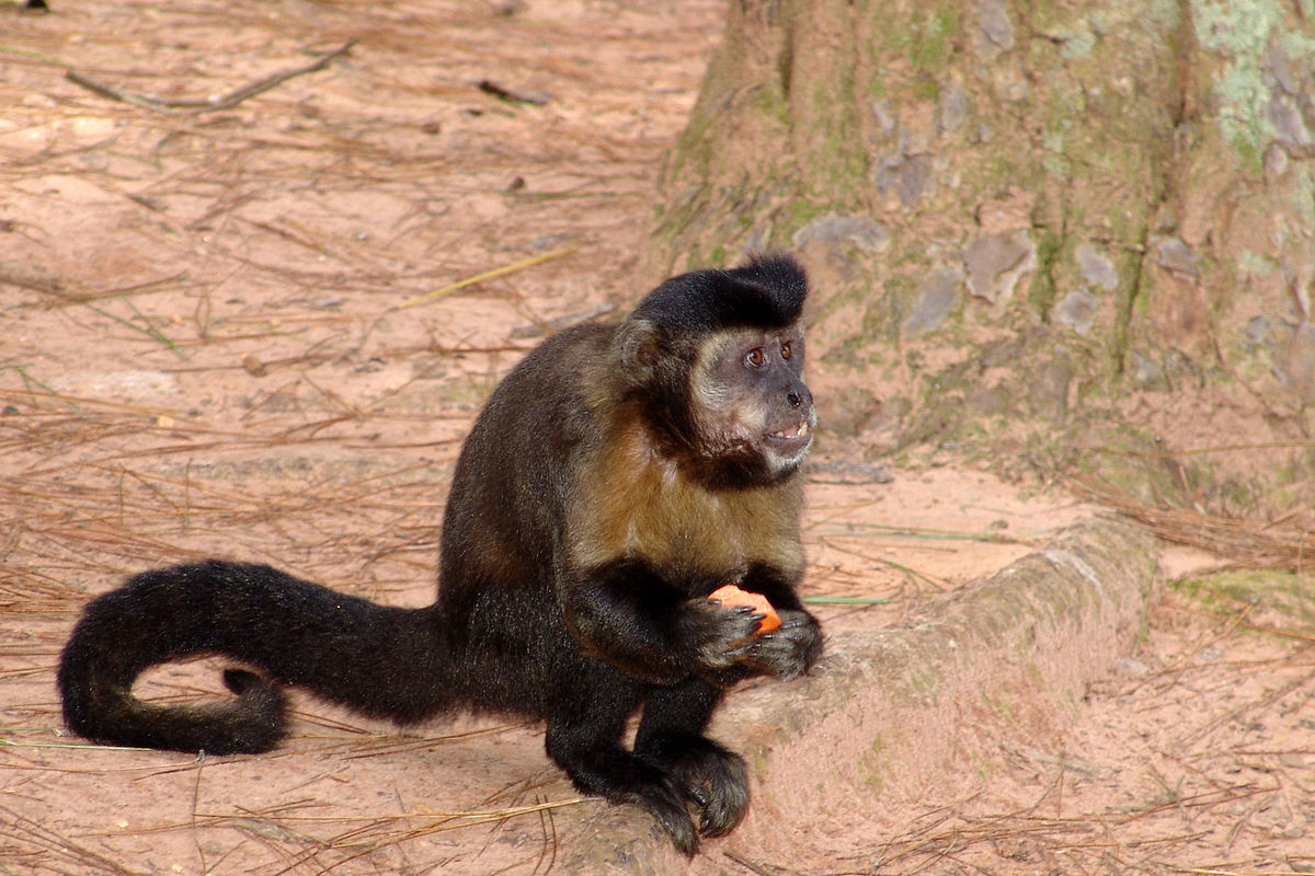 Cebus nigritus