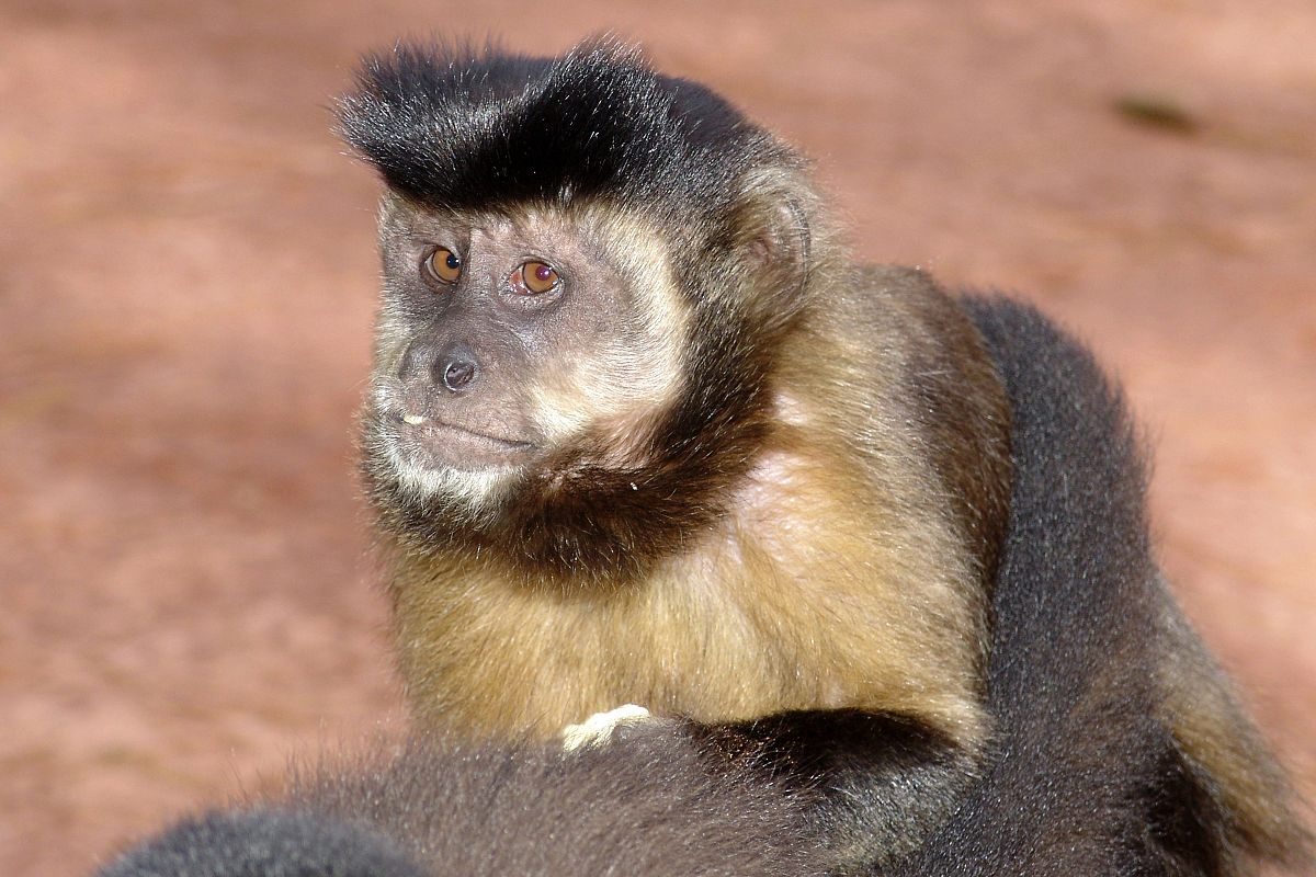 Cebus macrocephalus