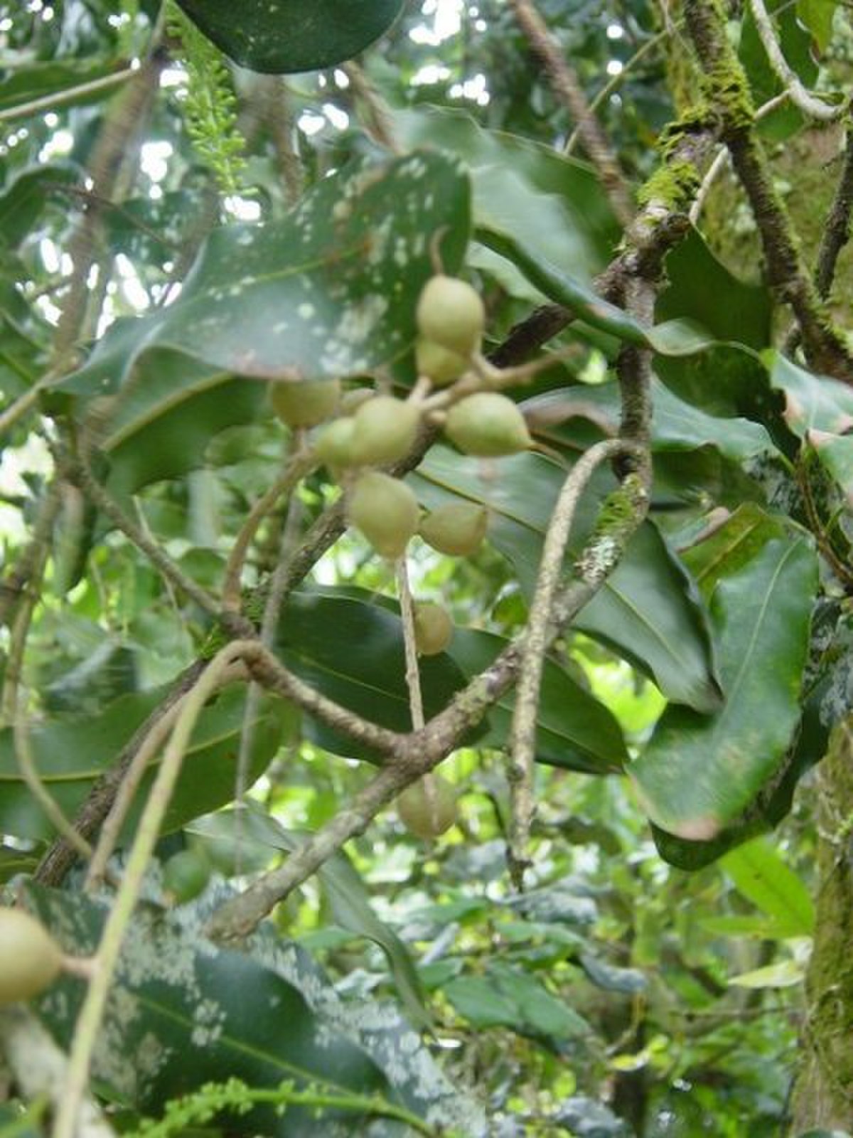 Noyer du Queensland