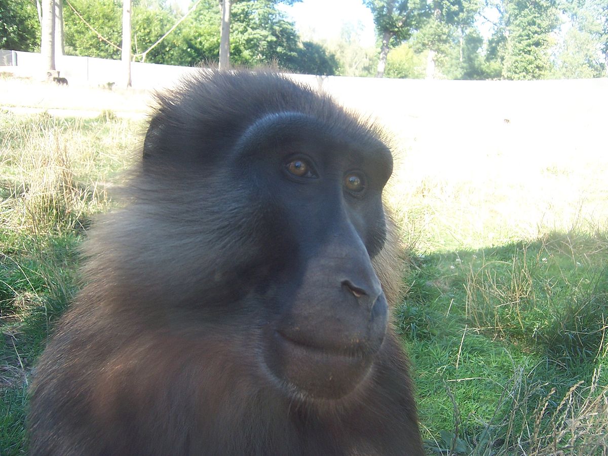 Macaque de Tonkean