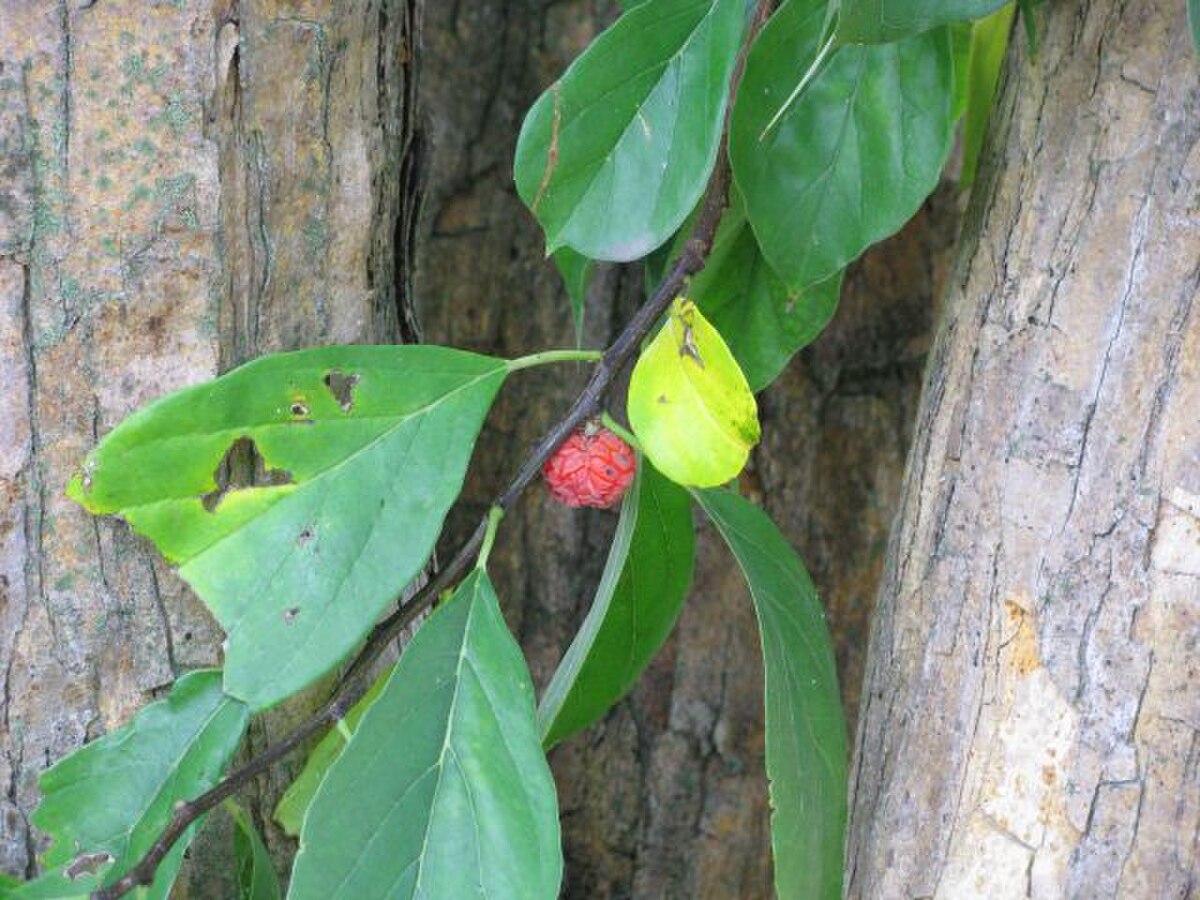 Fruit