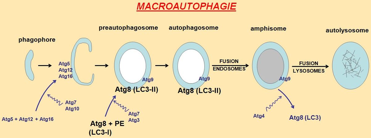 Autophagie