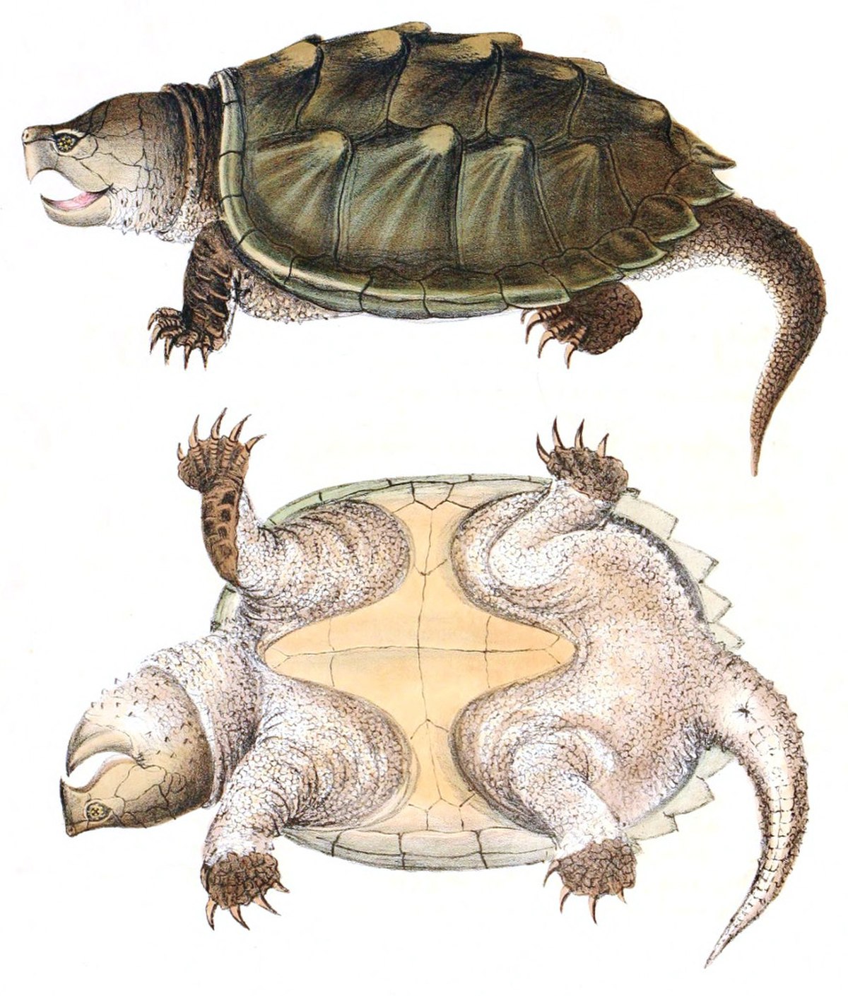 Macrochelys temminckiiHolbrookV1P24A.jpg