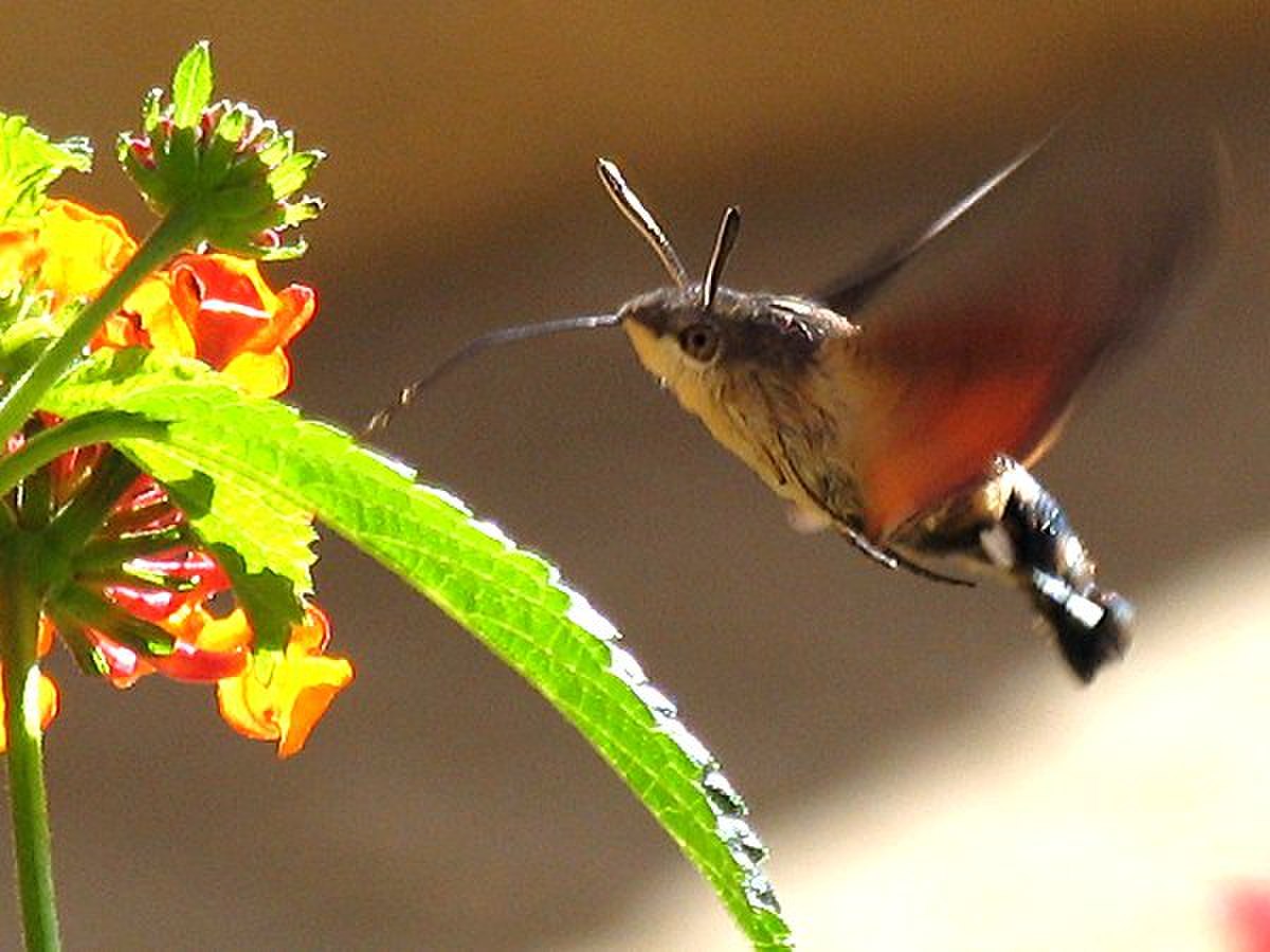 Sphingidae