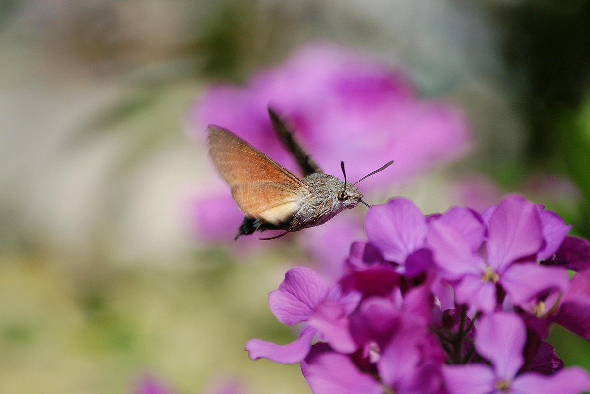 Moro sphinx