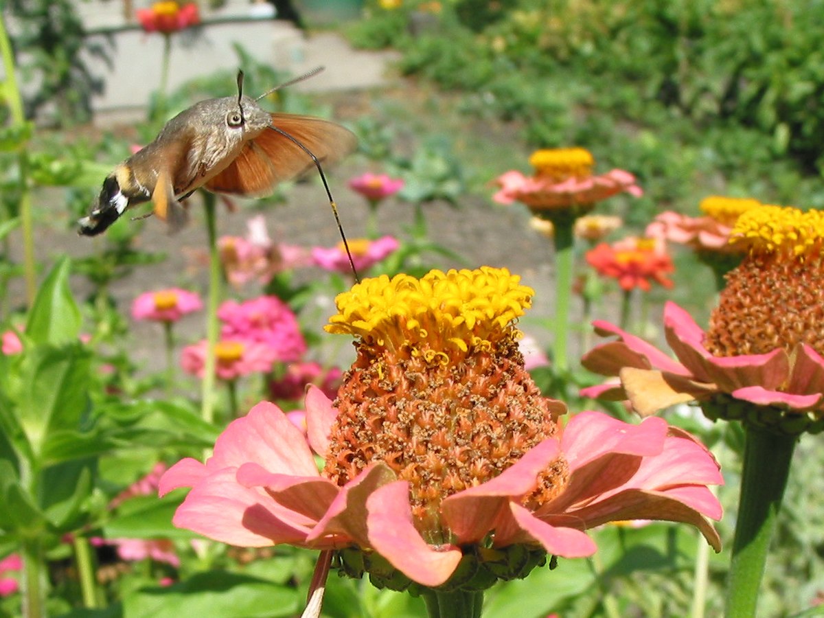 Macroglossum