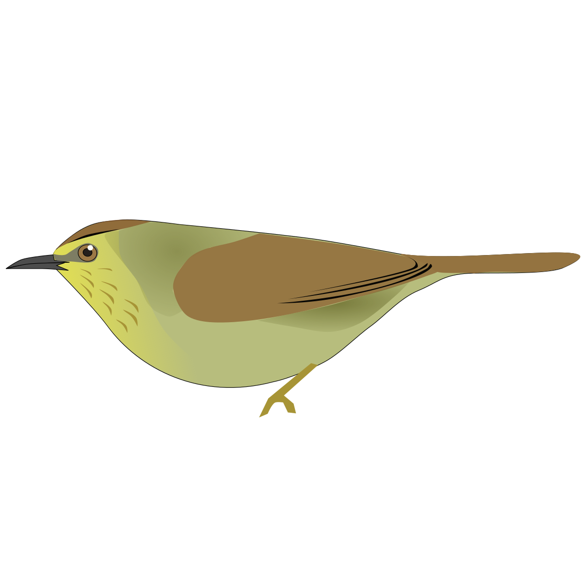 Macronus