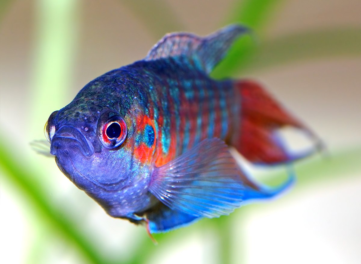 Macropodus opercularis