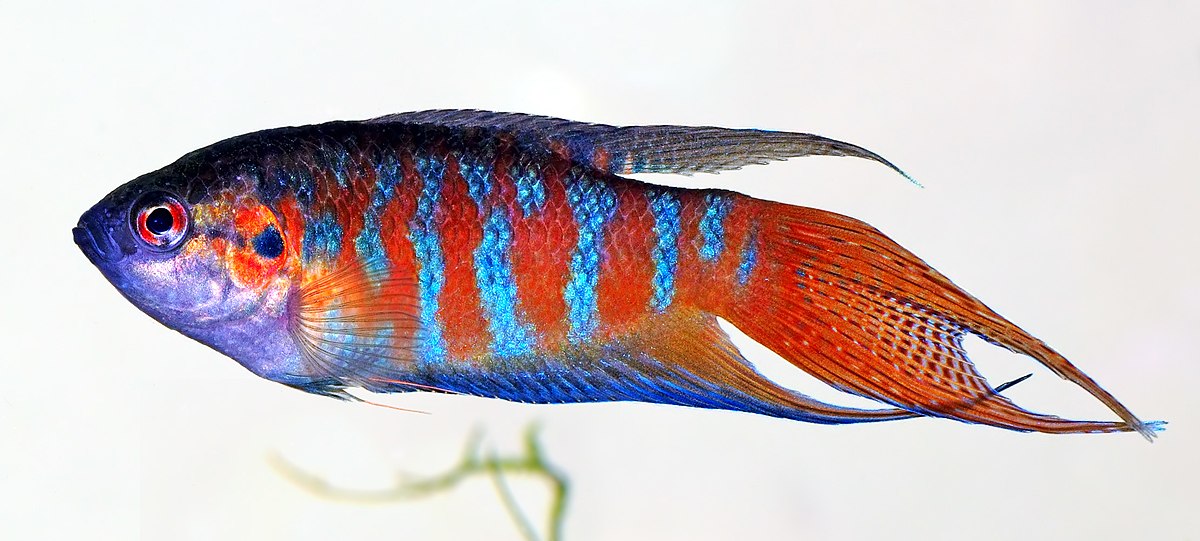 Poisson