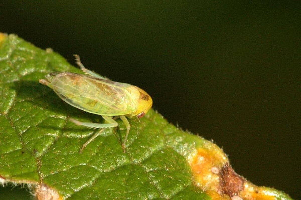 Macropsis