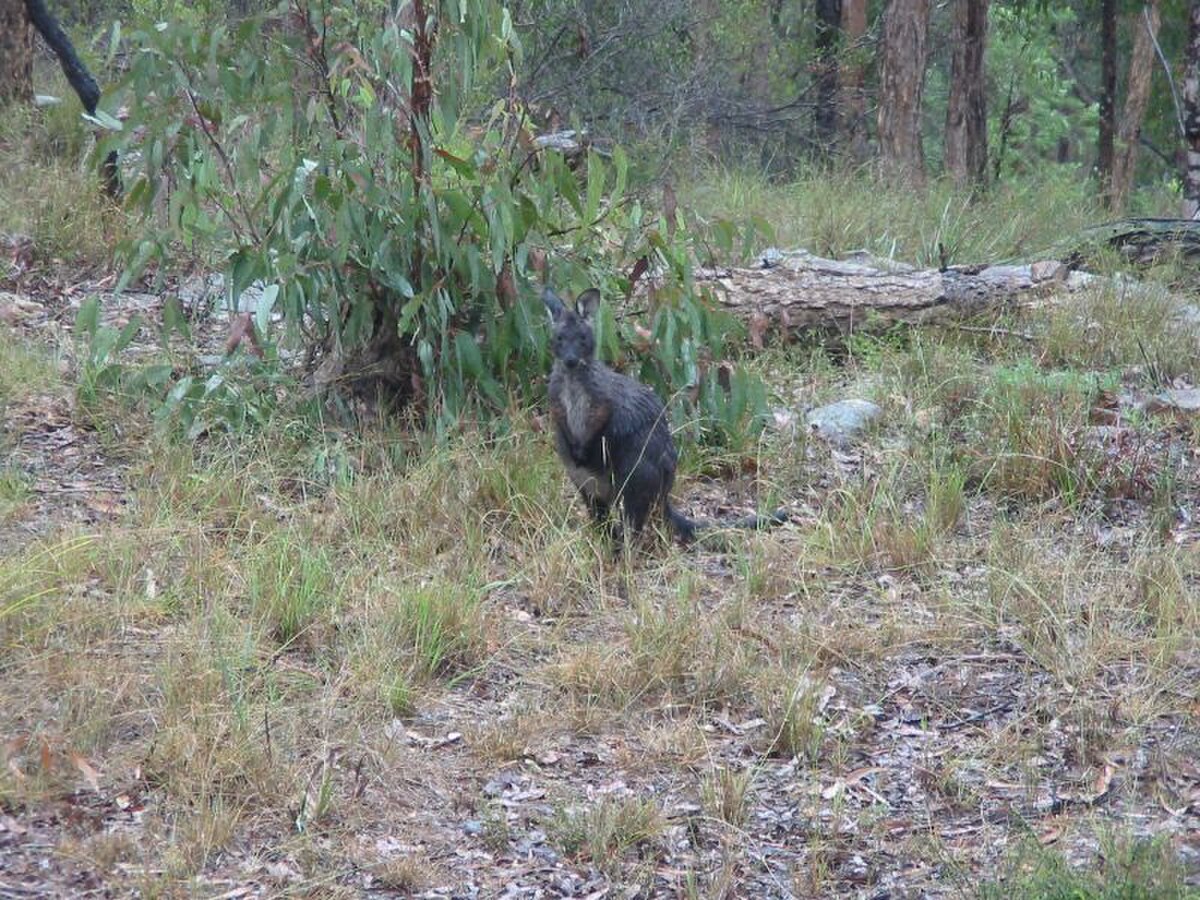 Macropus robustus 3.jpg