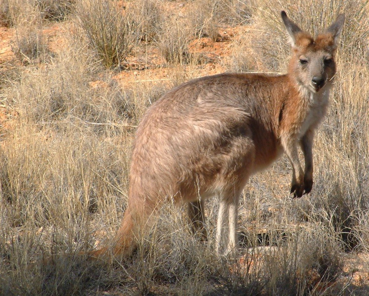 Wallaroo (marsupial)