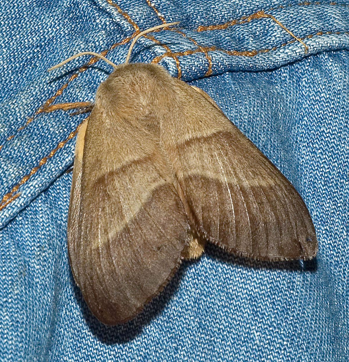 Lasiocampinae