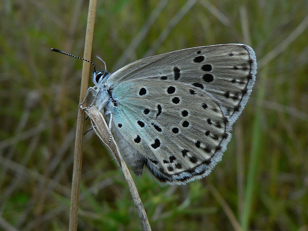 Maculinea arion Large Blue Underside SFrance 2009-07-18.jpg