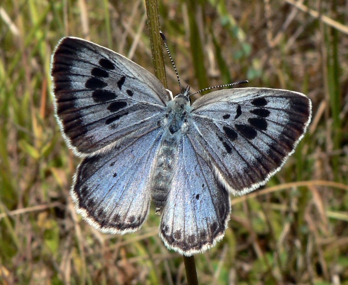 Maculinea arion Large Blue Upperside SFrance 2009-07-18.jpg