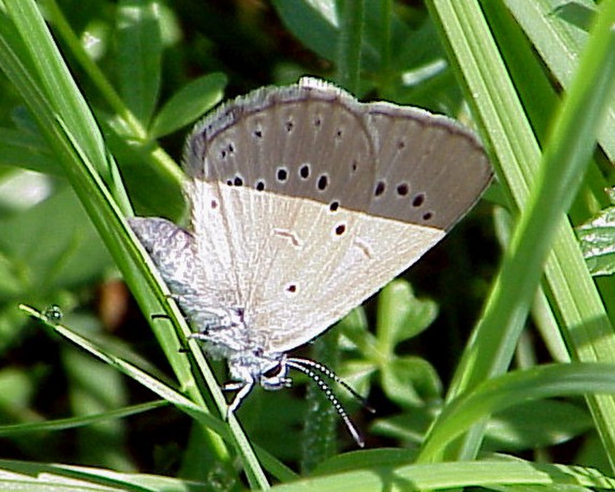 Phengaris