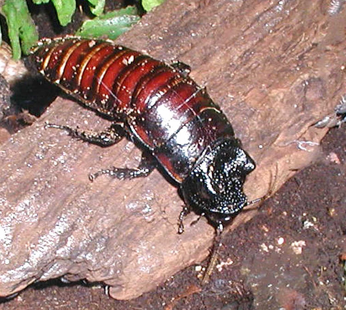 Blattaria