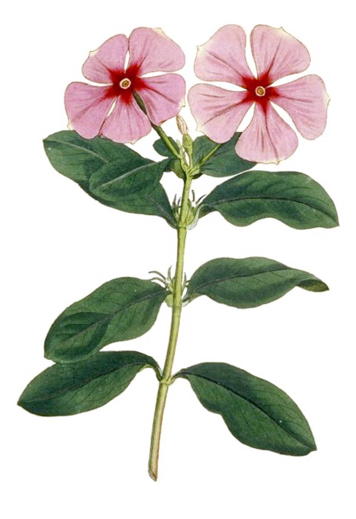 Pervenche de Madagascar