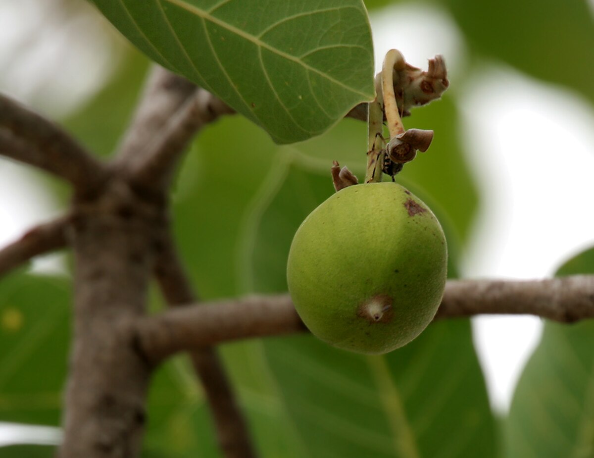 Madhuca longifolia