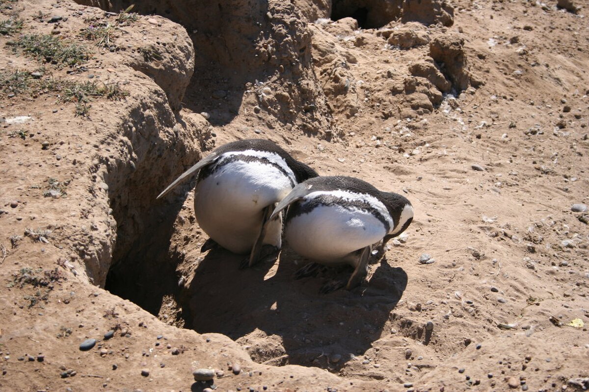 Magellanic penguin3.jpg