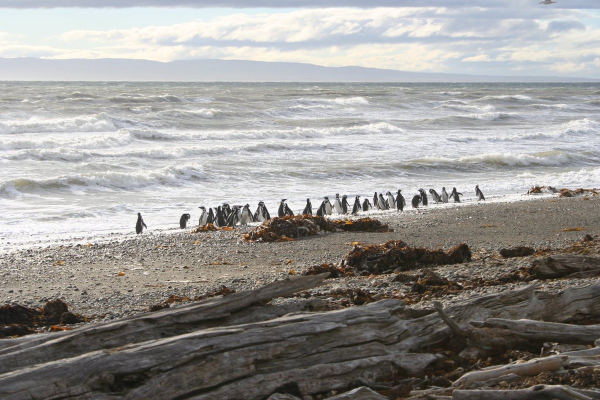 Magellanic penguin4.jpg
