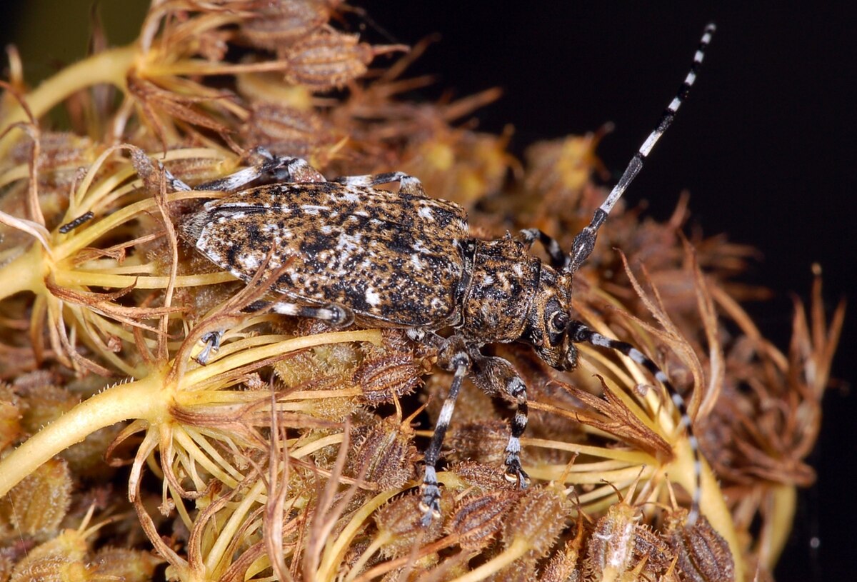 Acanthoderini