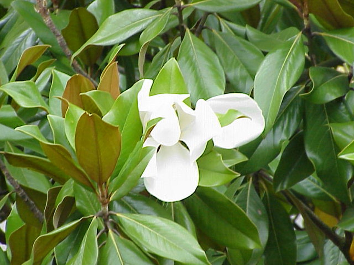 Magnolia à grandes fleurs