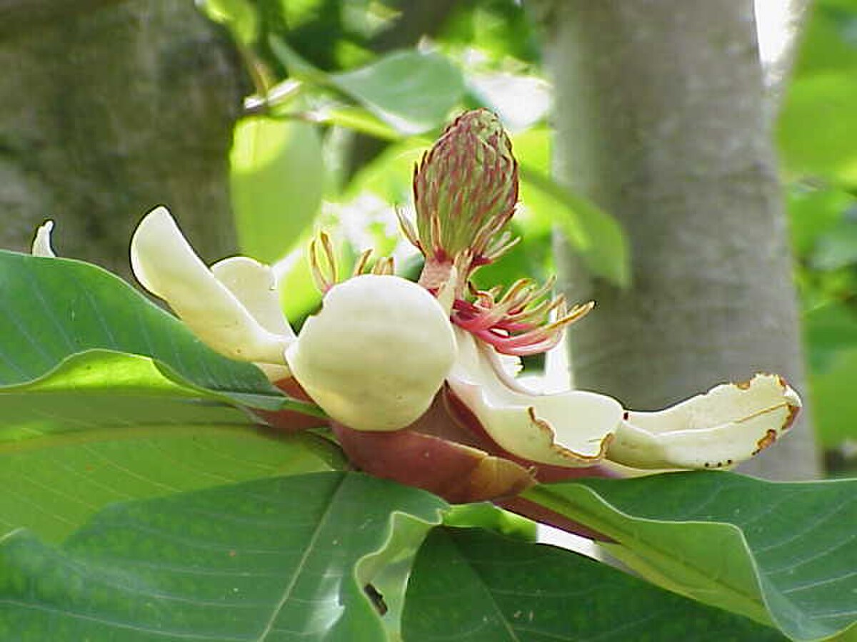 Magnolia tripetala