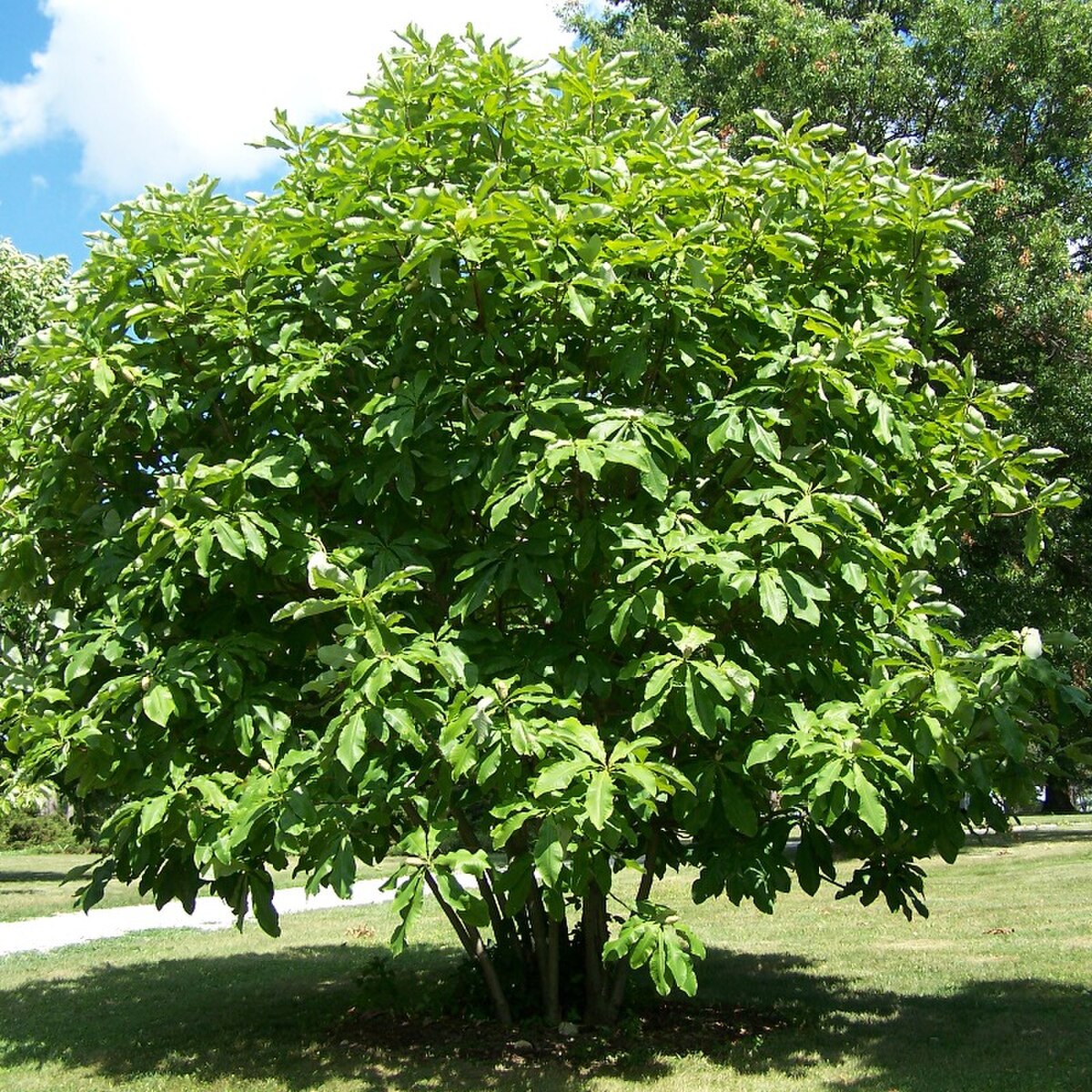 Magnolia tripetala
