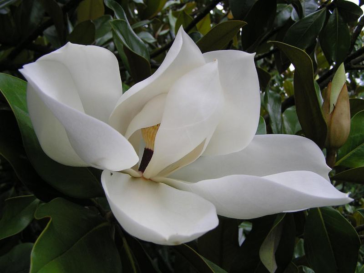 Magnolia