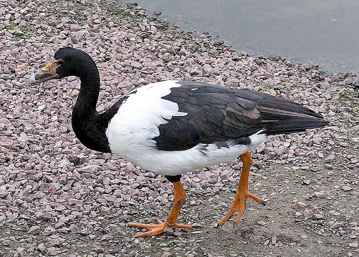 Canaroie semipalmée