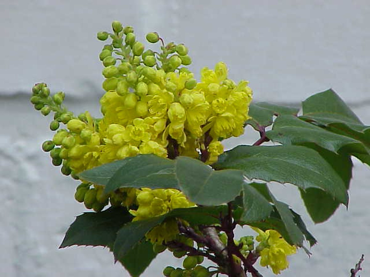 Berberidaceae