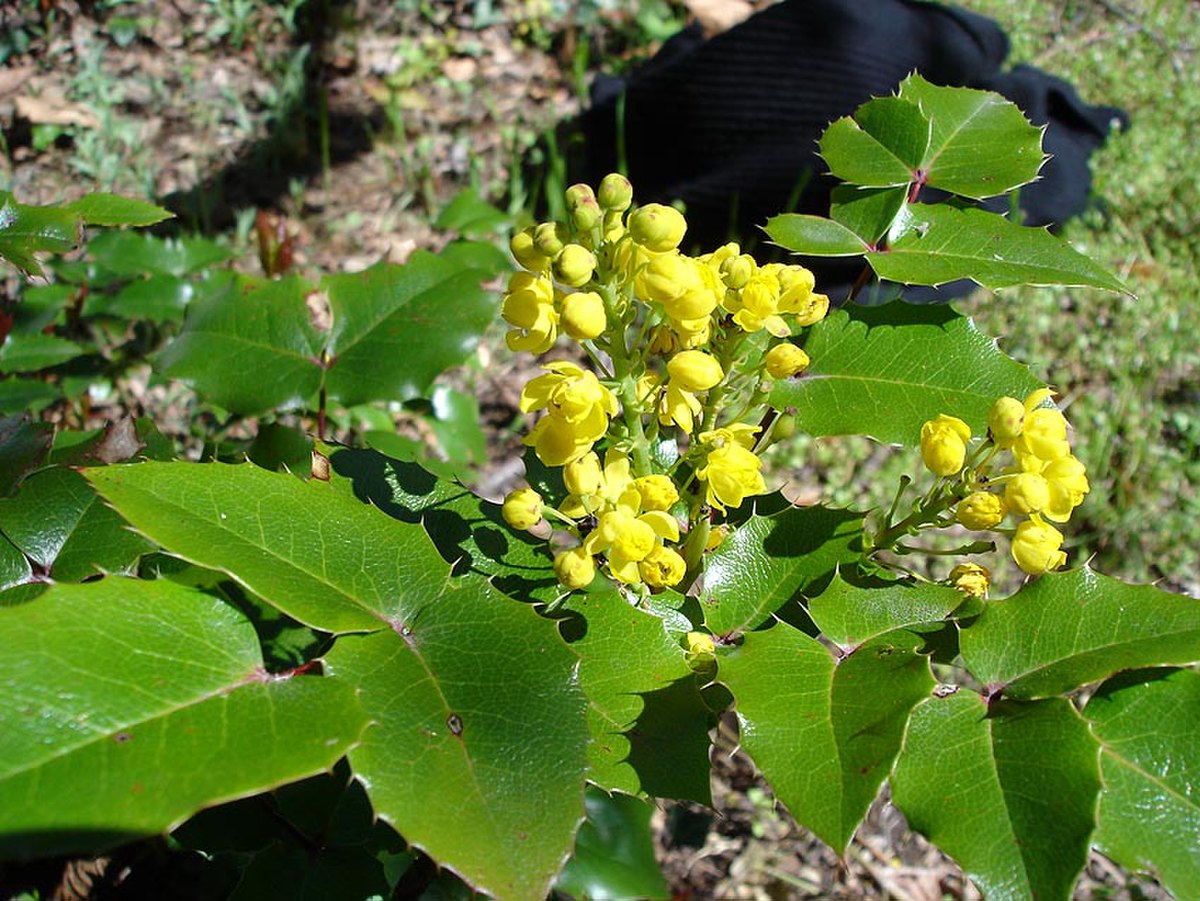 Mahonia à feuilles de houx