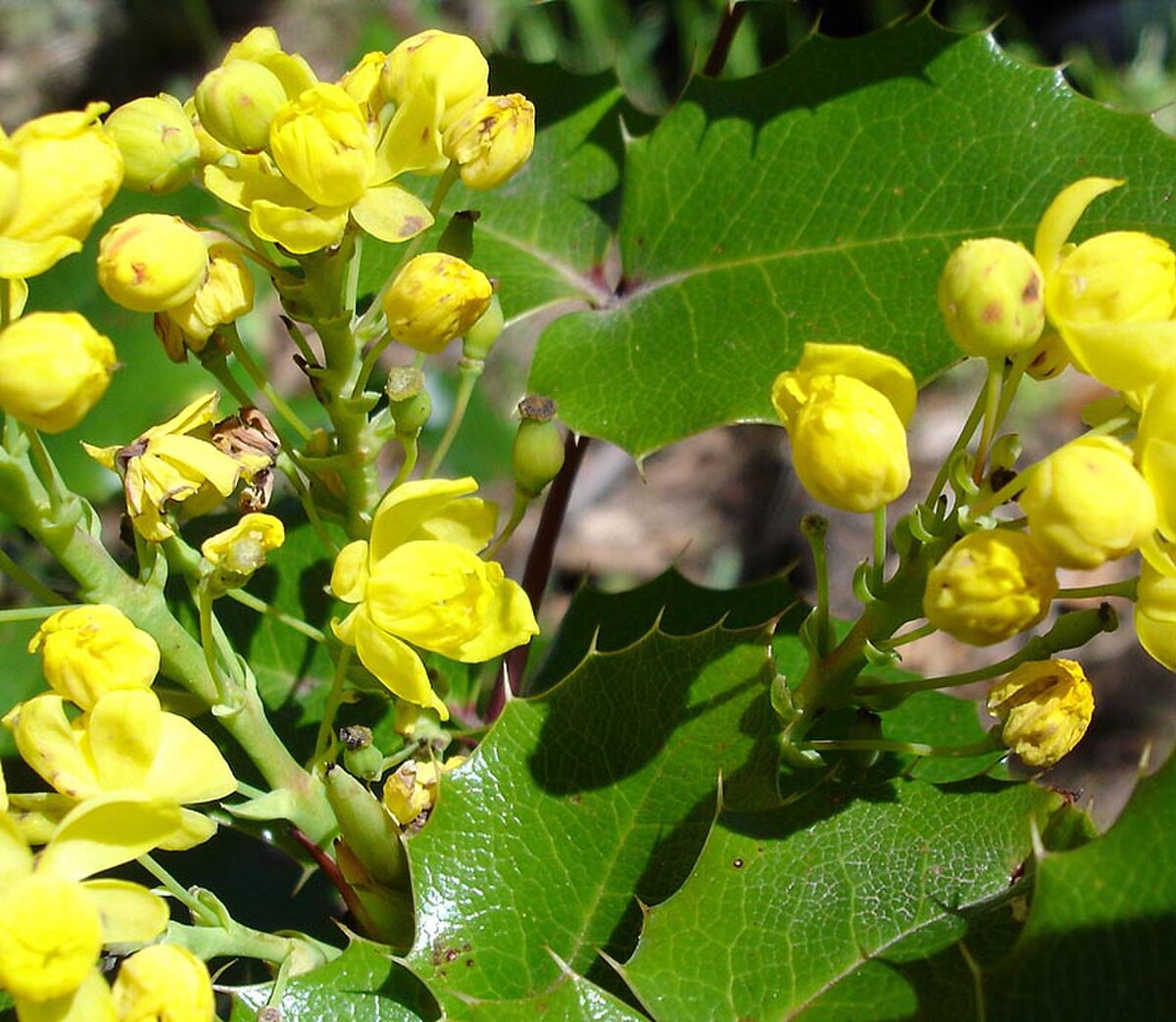 Inflorescence