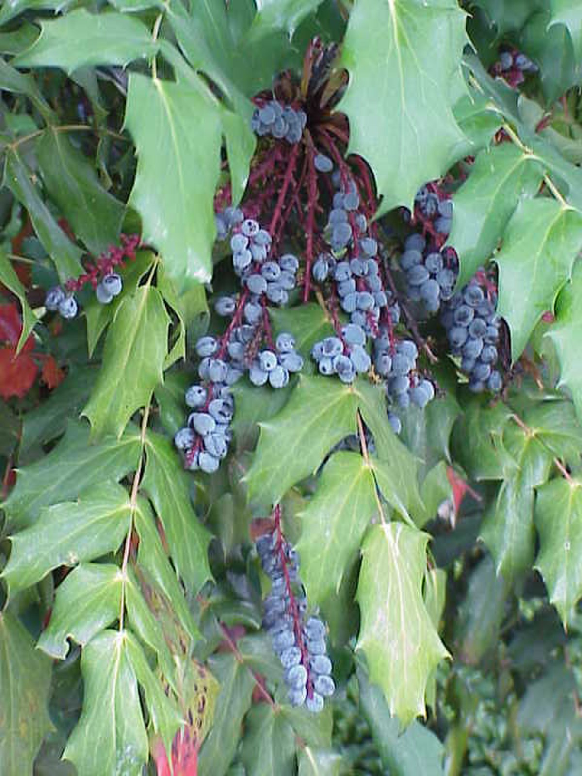 Mahonia