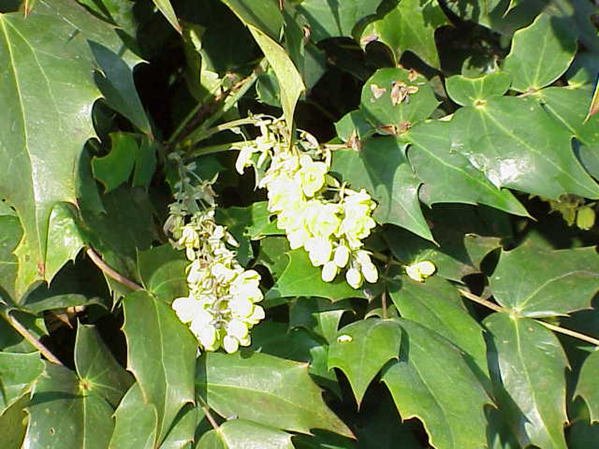 Inflorescence de Mahonia japonica