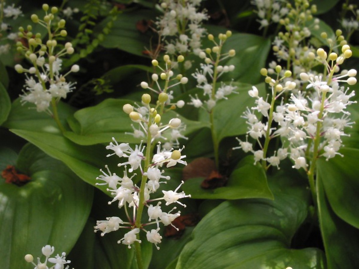 Maianthemum