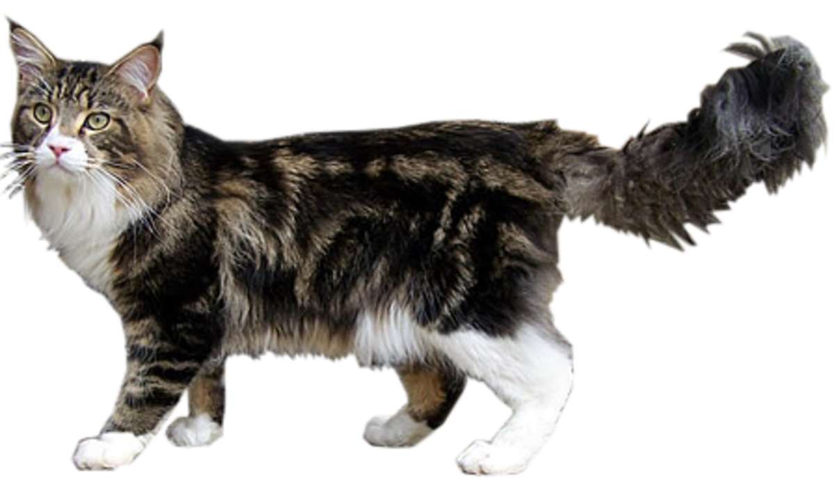 MaineCoonSansFond.png