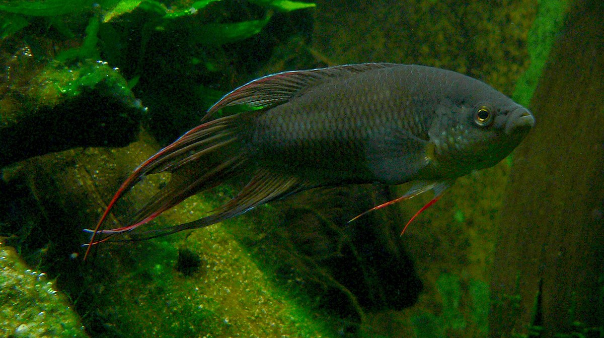 Macropodus