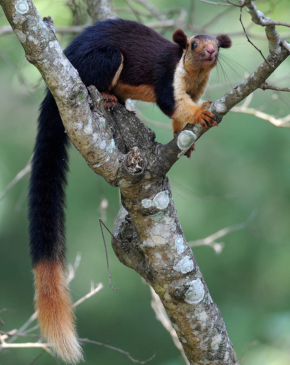 Ratufa