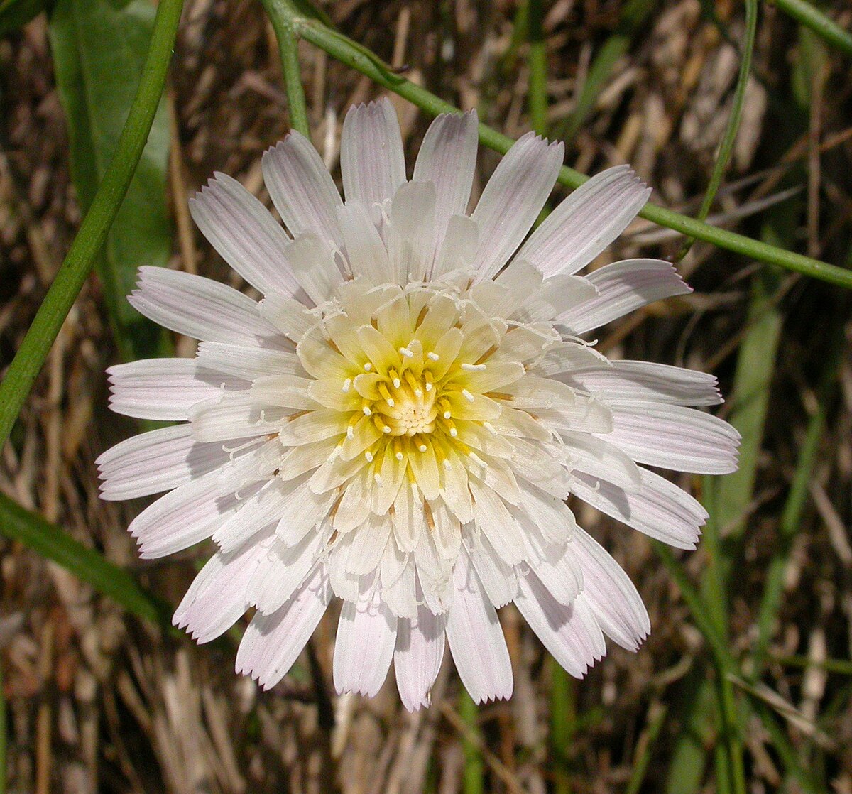 Malacothrix