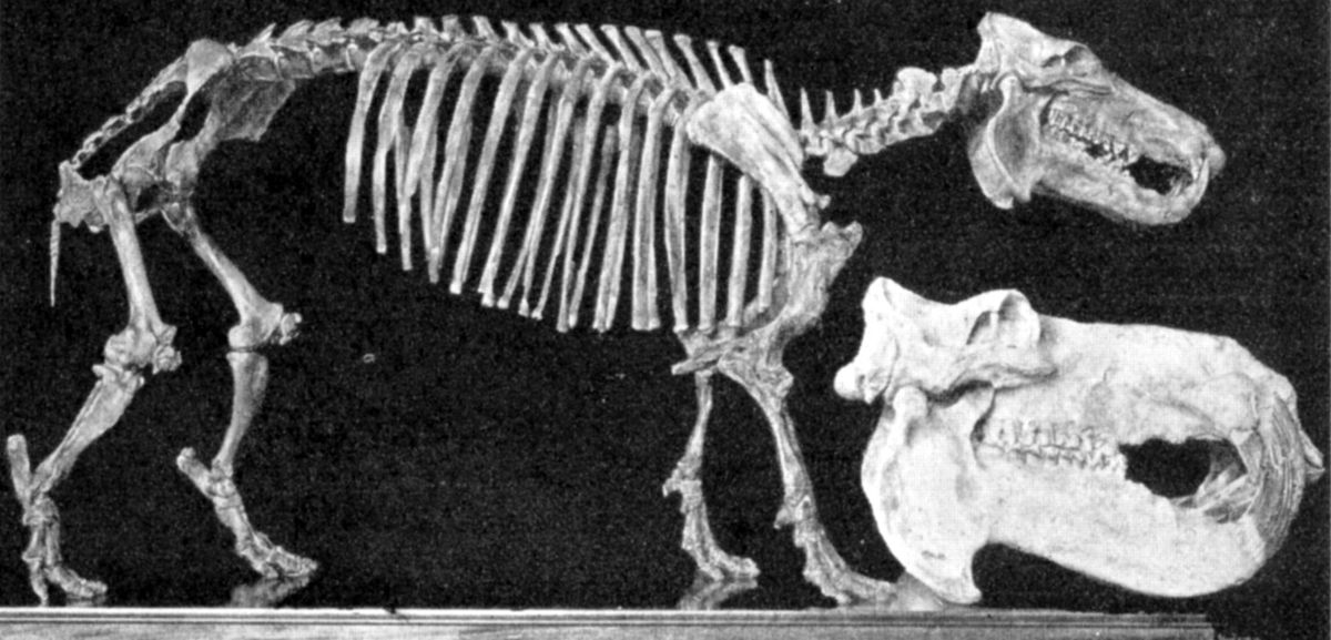Hippopotamus lemerlei