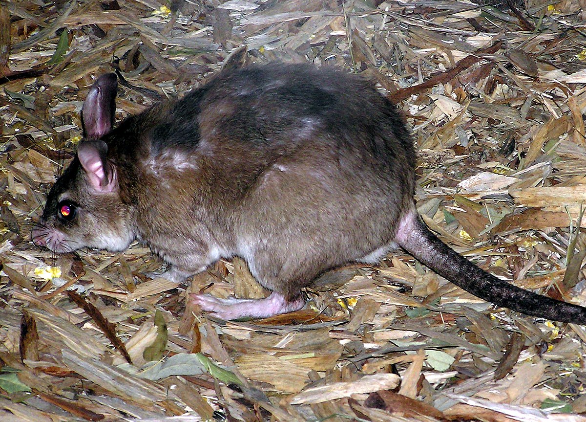 Sauteur géant de Madagascar