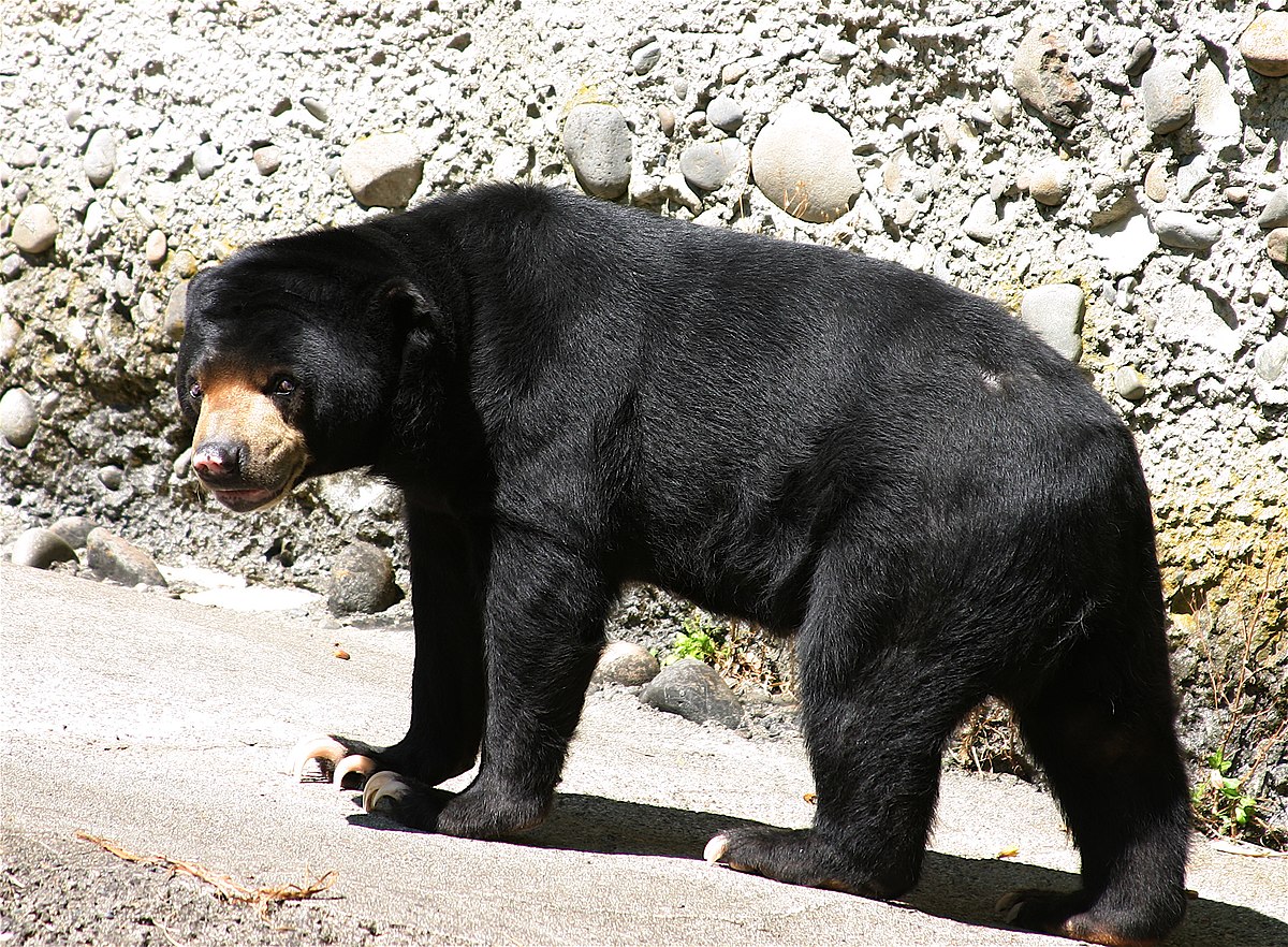 Ours malais