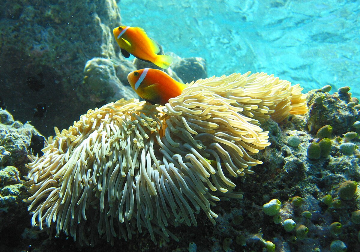 Heteractis