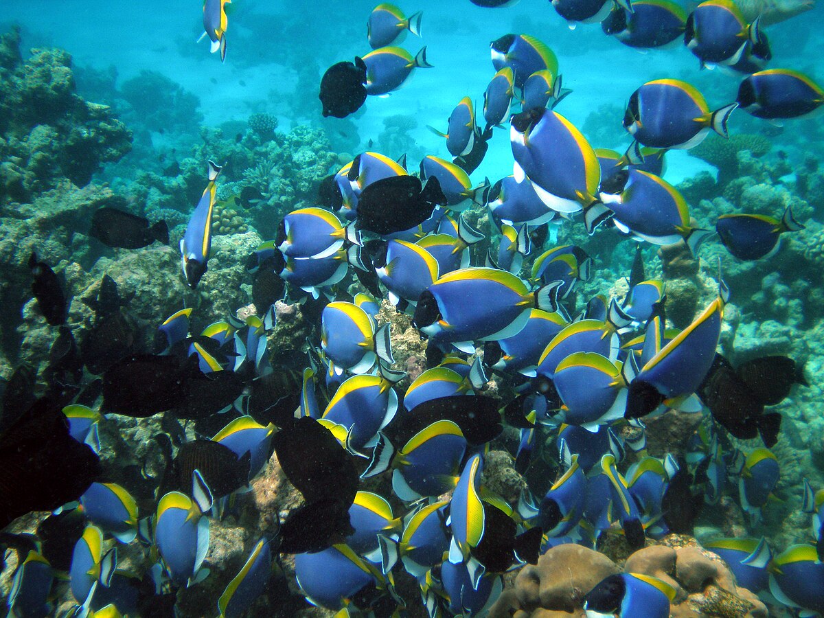 Banc (poisson)